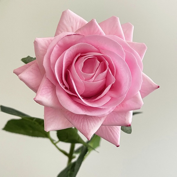 Искусственные цветы NN Ветка Роза 43 см темно-розовая