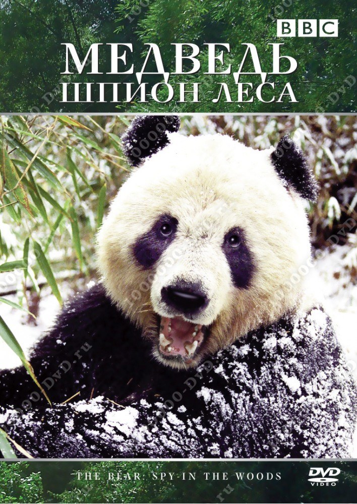BBC: Медведь: Шпион леса DVD/2004